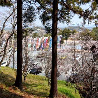 駐車場にこいのぼりが･･･