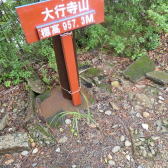 ここは、ピークハント以外に値打ちがない。雨露でめっちゃ濡れた。最悪。蜘蛛の巣にも随分引っ掛かった。