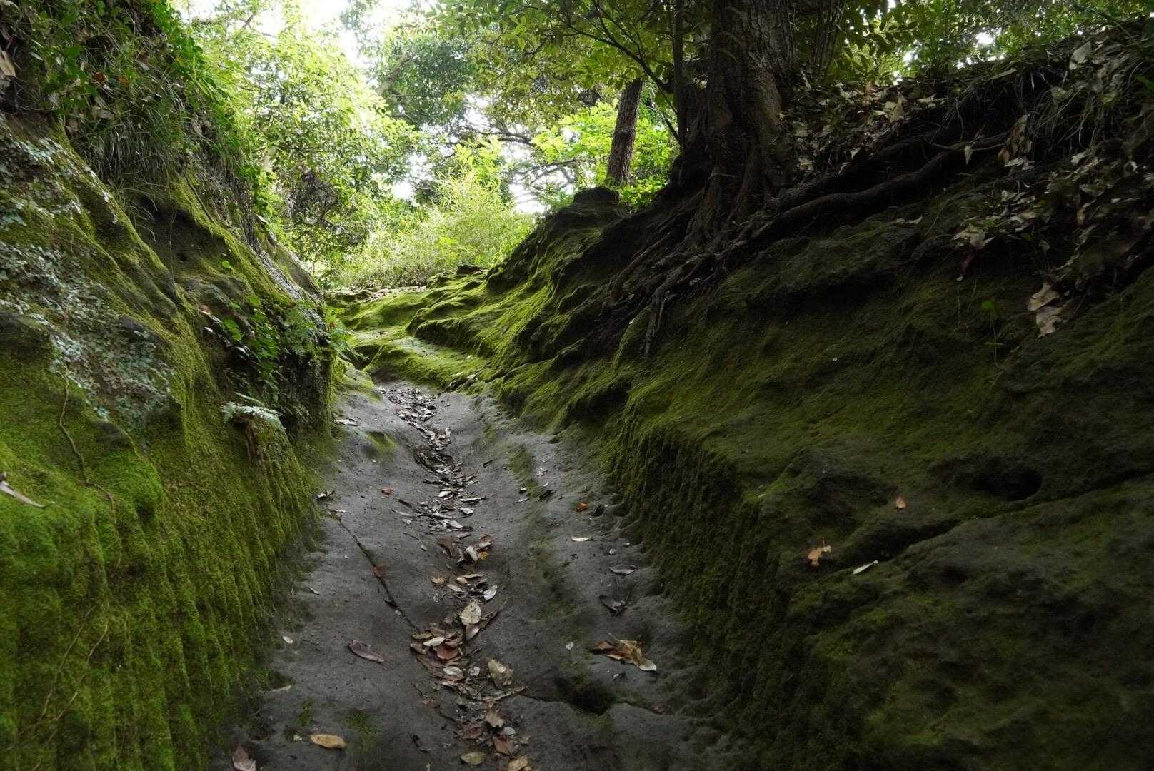 ところどころ苔が綺麗
