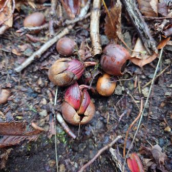 どんぐりが芽を出しています