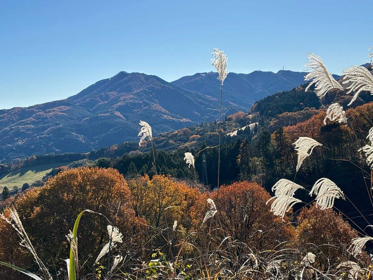 ススキと紅葉。今年は希少な秋の風景です。