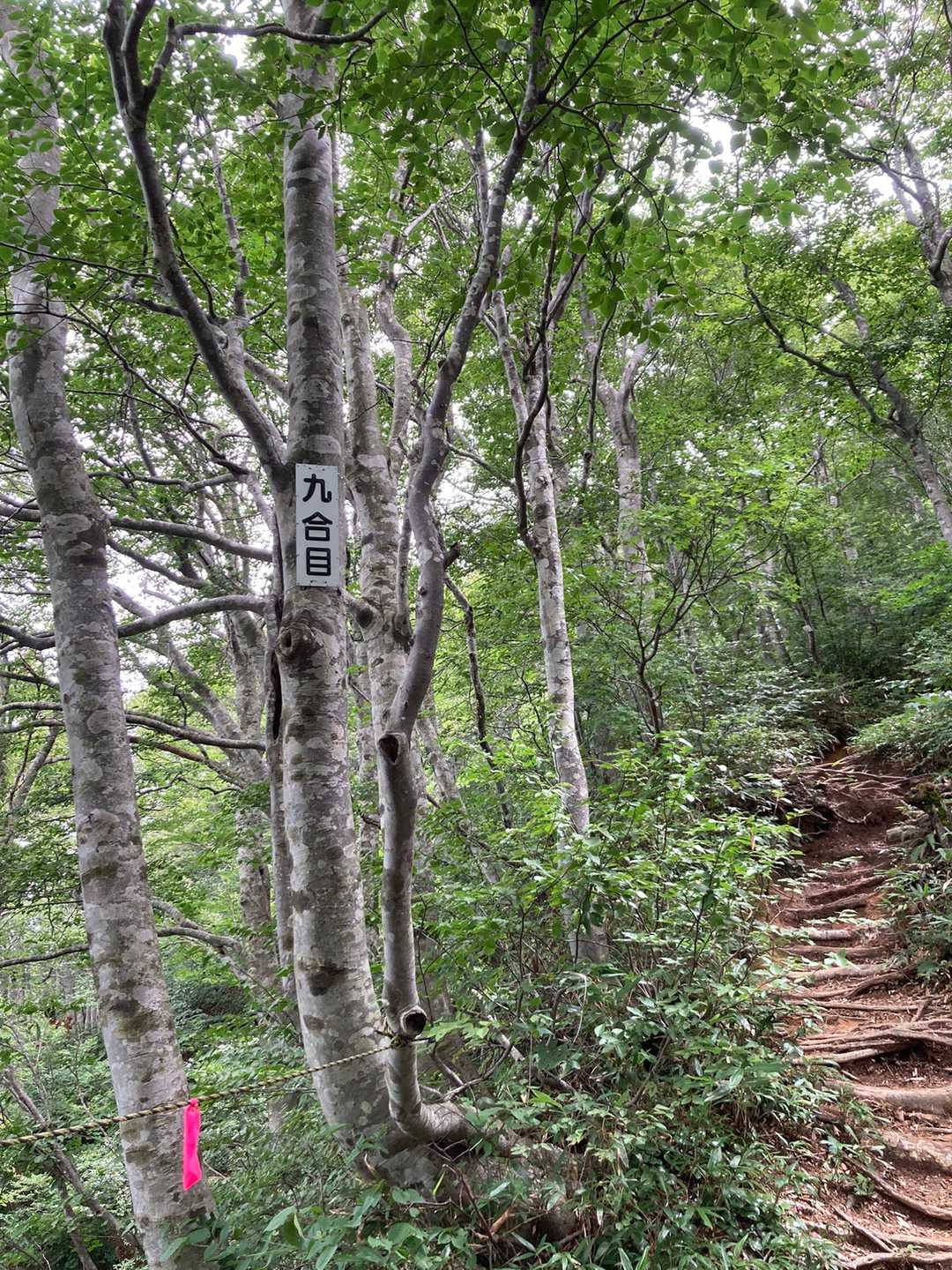 五頭山スキー場コース登山口-三ノ峰 往復コースの写真