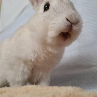 ｼﾛｳｸﾏｸﾝ