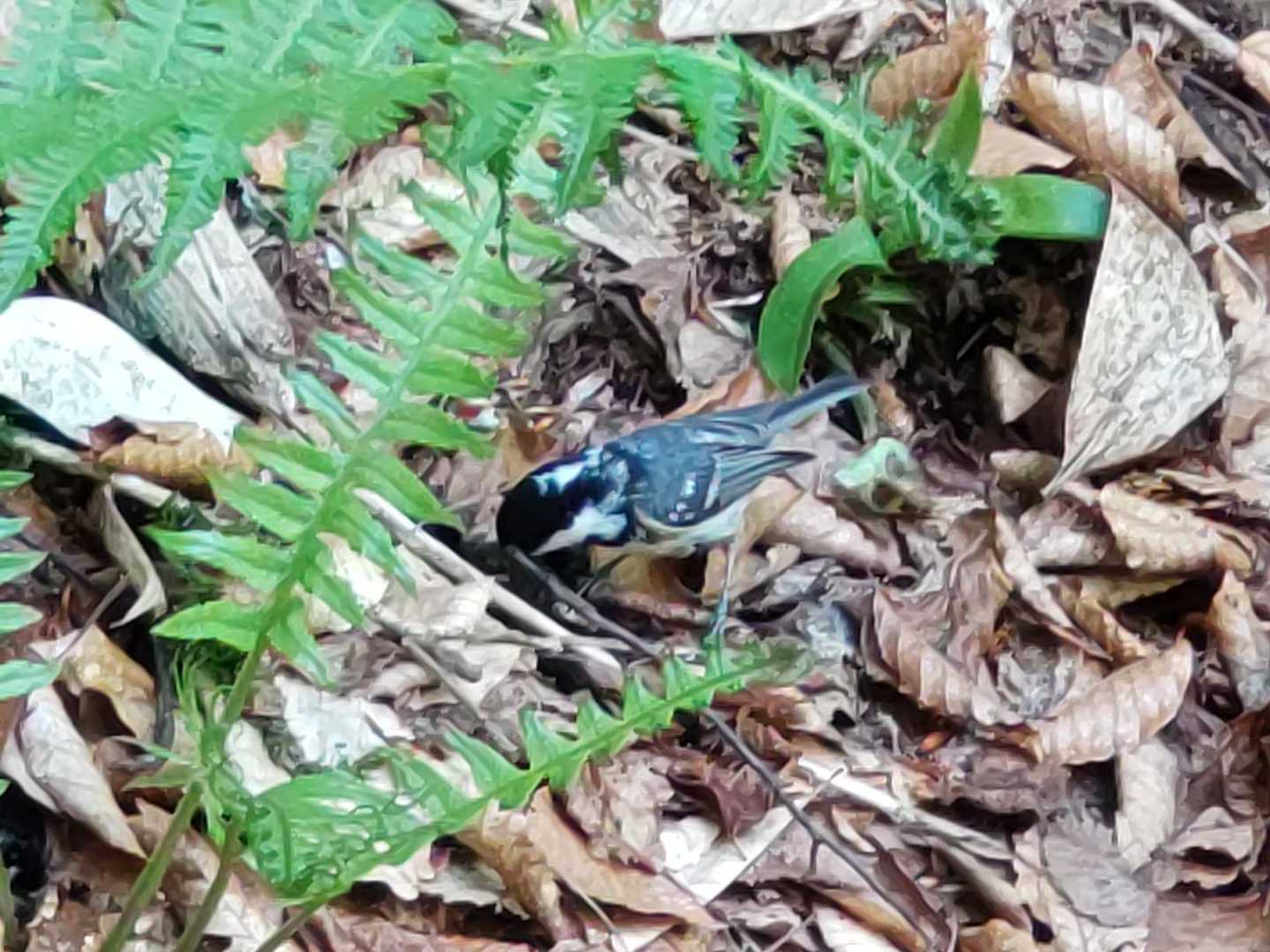 シジュウカラさんかな？？
逃げなかった