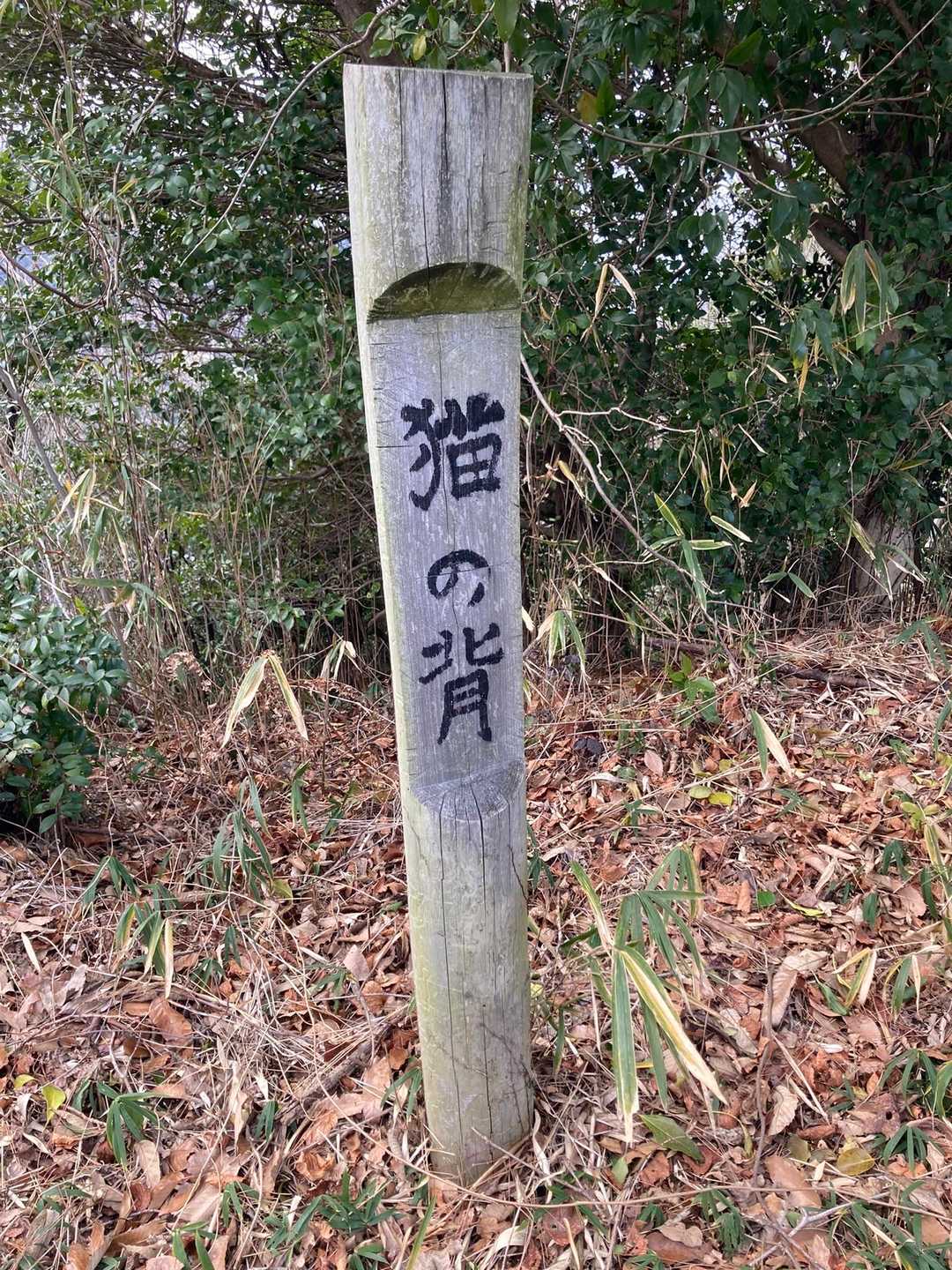 勝賀山 往復コースの写真