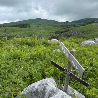 堂金山周辺はそこそこヤブいです