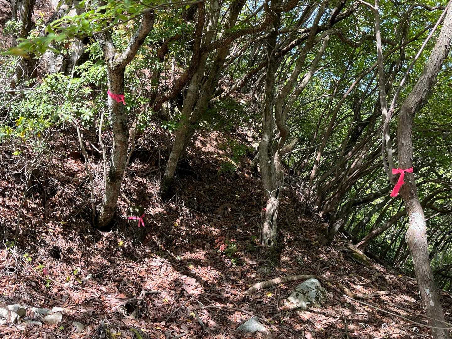 北山-長水山 縦走コースの写真