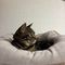 ねこ
