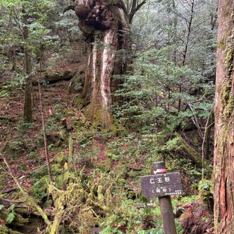 詳しいことは帰ってから調べるから、とりあえずパチリね。