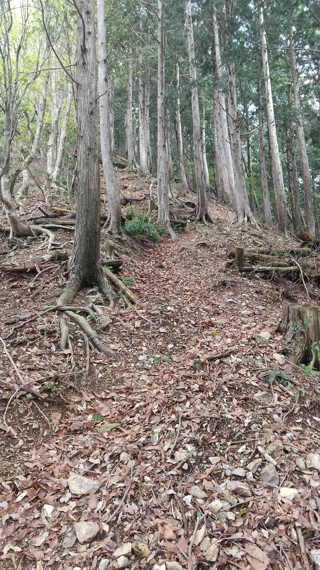 急登つづくなぁ😫