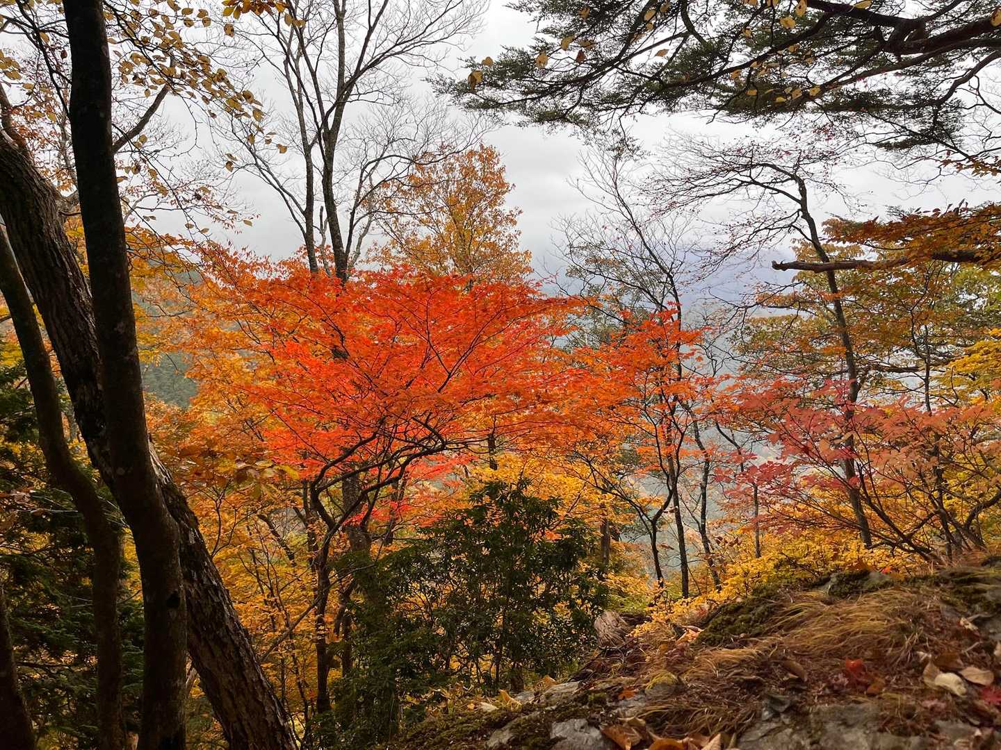 奥宮参道入口（雲取山登山口）-妙法ヶ岳 往復コースの写真