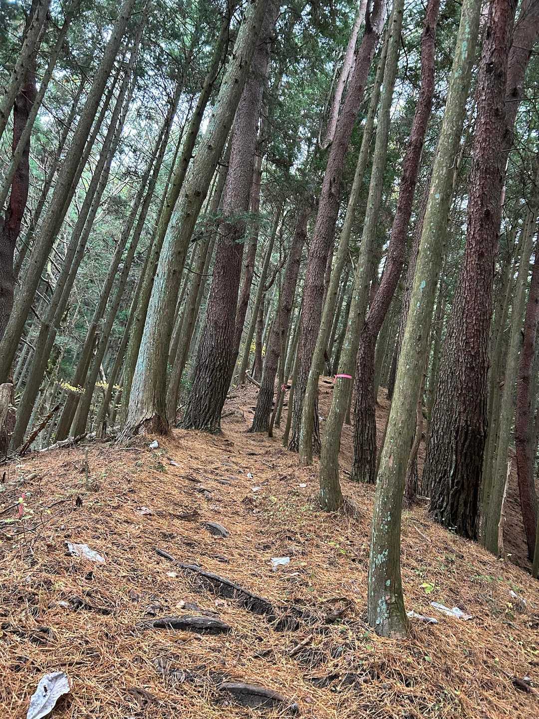 松葉が落ちてフカフカの
気持ちよいごほうびロード
