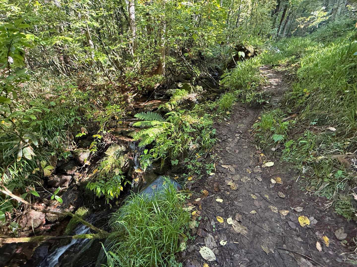 しばらく樹林帯続き🌲