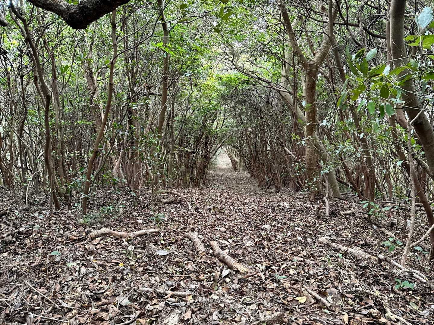 🕸️だらけの登山道を🚶🏻。
