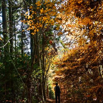 右手側が黄色のドウダンツツジ💛