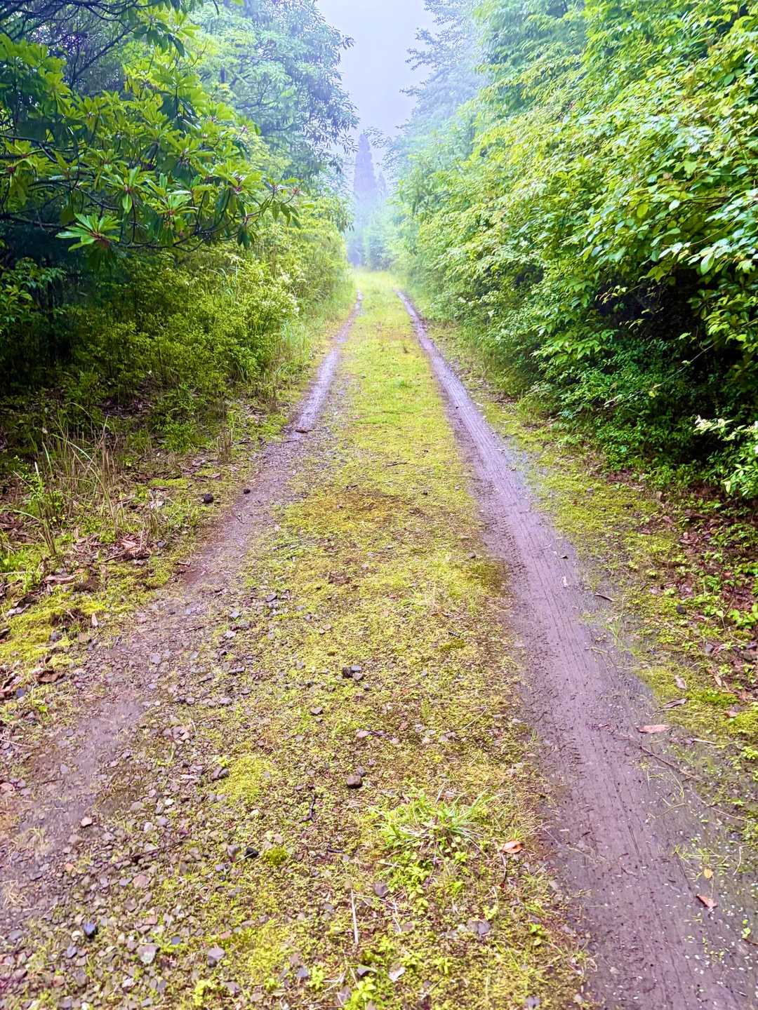 林道へ
もうヘトヘト😓雨の中の枝•藪漕ぎ🌱🪾が
かなりきつかった💦