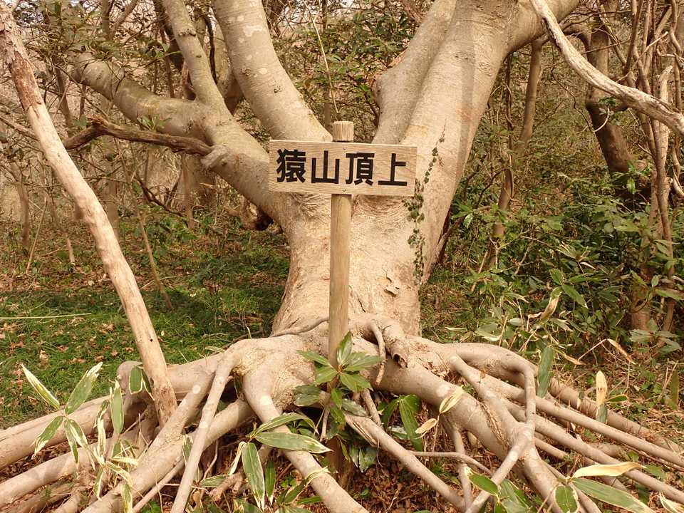 猿山頂上🐒
親父殿から途中で引き返すとの連絡を受け、灯台側（猿山岬）は諦めて戻ることに⤵️
（気になる木は「エノキ」）