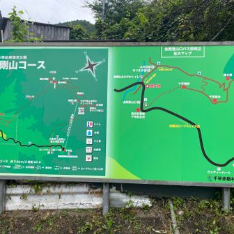 こちらは王道コース千早本道の案内図ですね。
金剛山は沢山ルートがあるけど、カトラ谷コースで登りました。果たしてお目当ての花は見られるかな😄