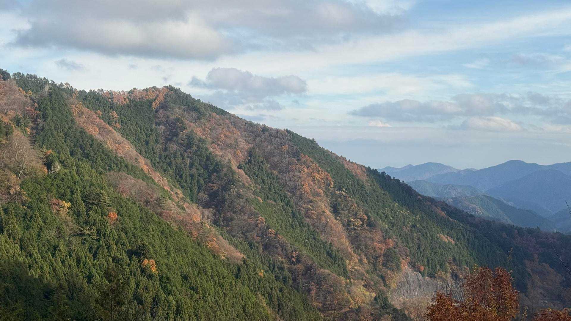 花と樹木、野鳥を愛でながら歩く、東京・奥多摩三頭山コースの写真