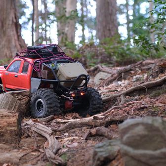 木の根っこセクション