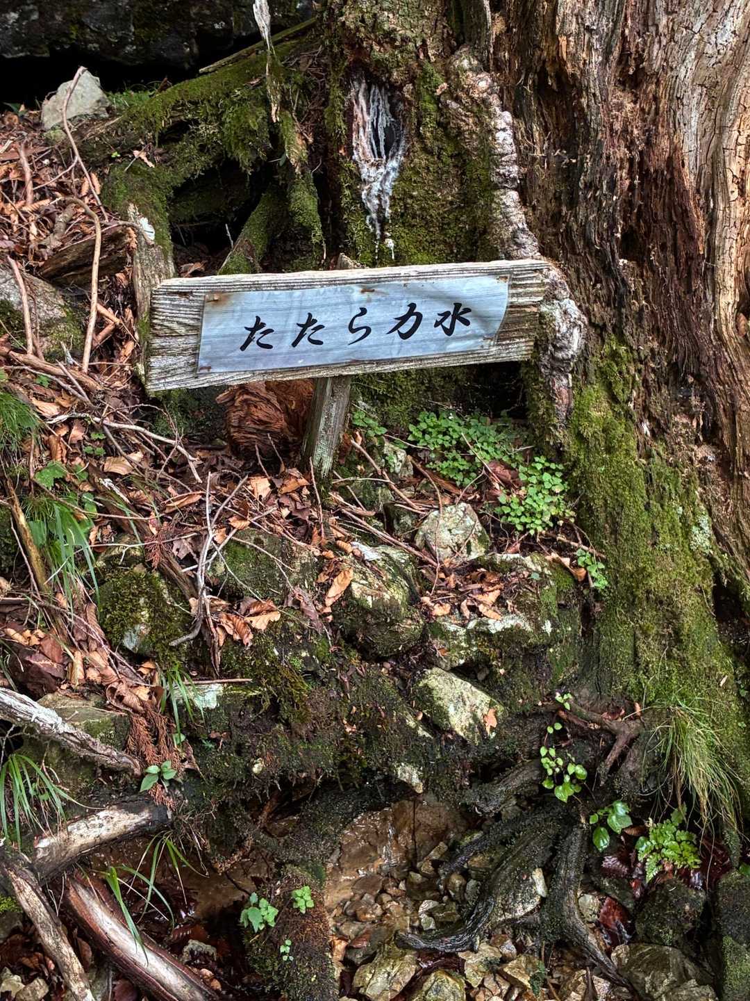 逆峠 周回コースの写真