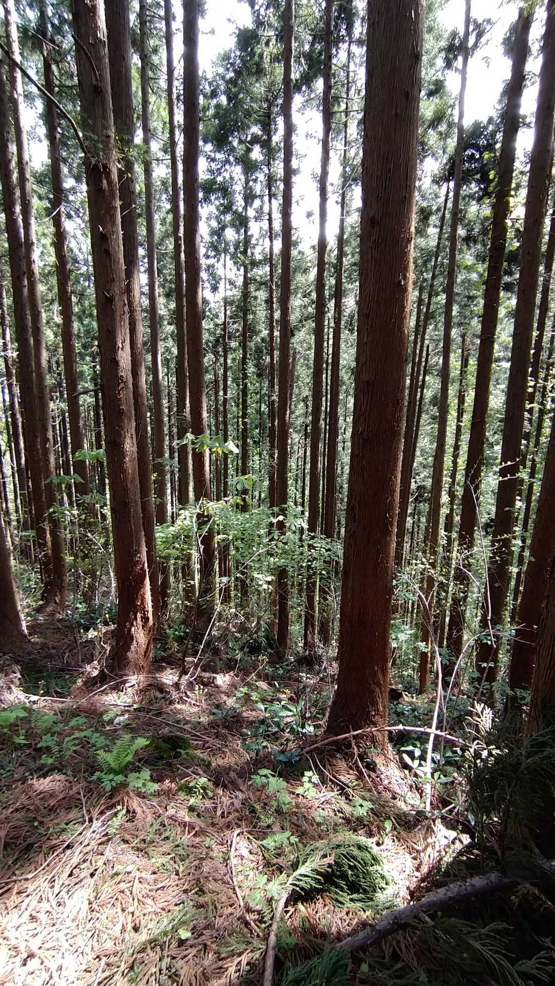 久渡寺山 往復コースの写真