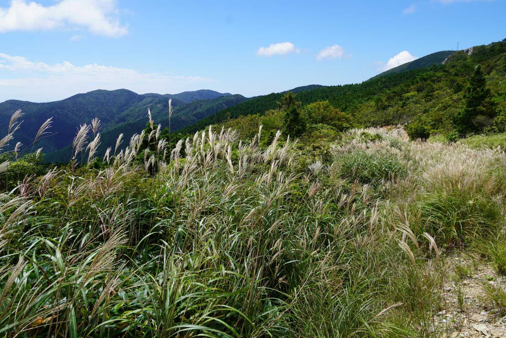 ススキに秋の気配を感じながら道端の花を楽しみながら下山しました