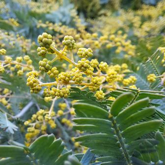銀葉（ｷﾞﾝﾖｳ）アカシア
まだ蕾・・・