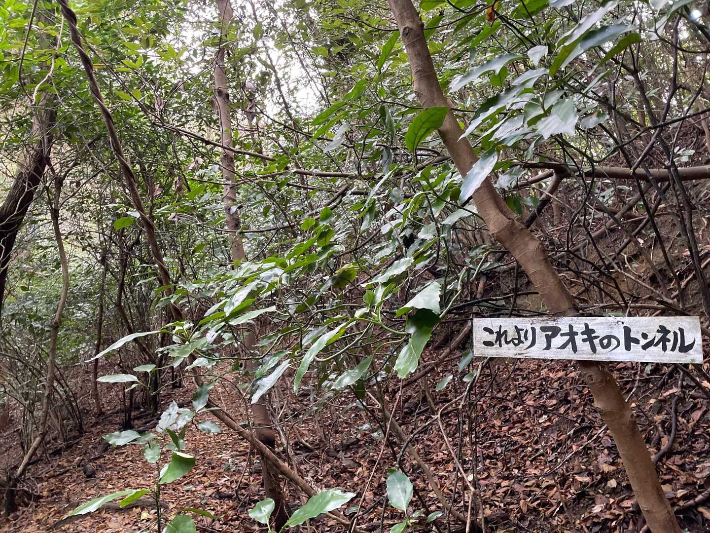 ここから、アオキのトンネルだそうです。