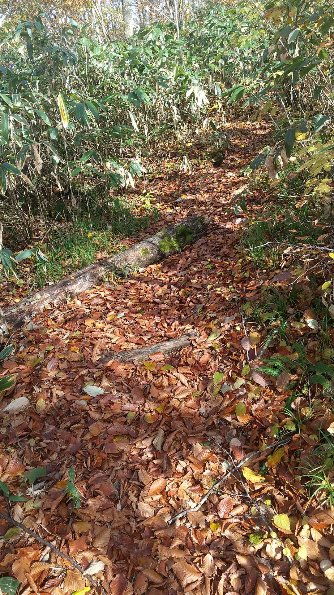 落ち葉で🍂ぎっしりの登山道