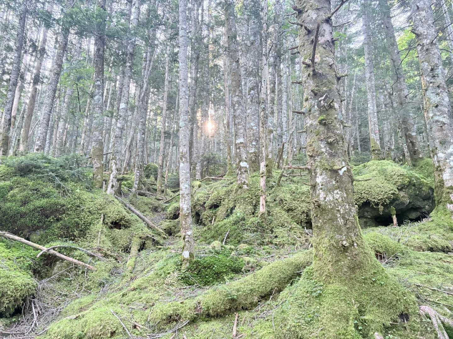 八ヶ岳　苔の森