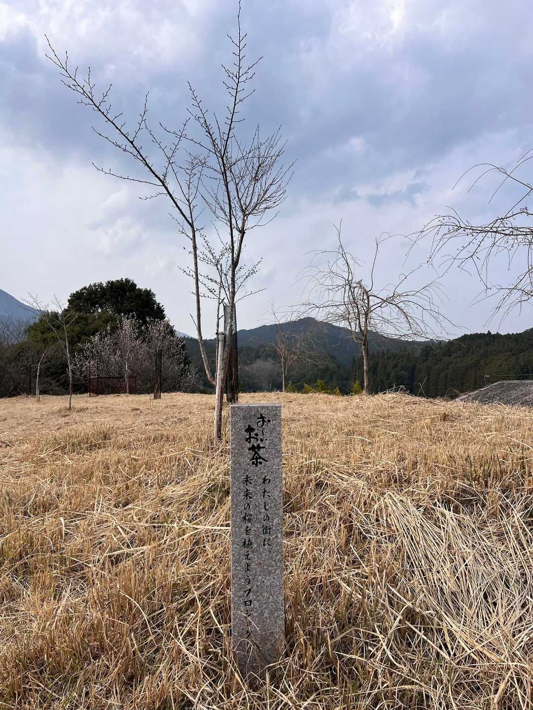 お〜いお茶🍵