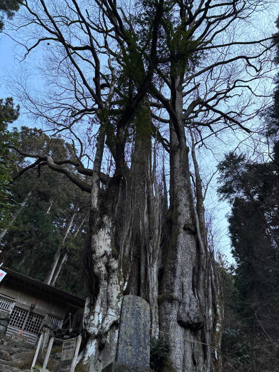 天然記念物
神々しい「縁結びの桂」