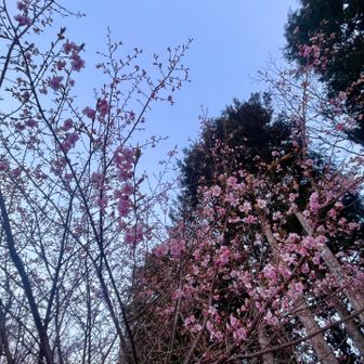 河津桜かななな？？