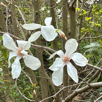 コブシ、モクレン？
花びらが六枚で開ききっているのでコブシ！