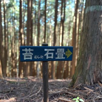 苔ワールドに〜