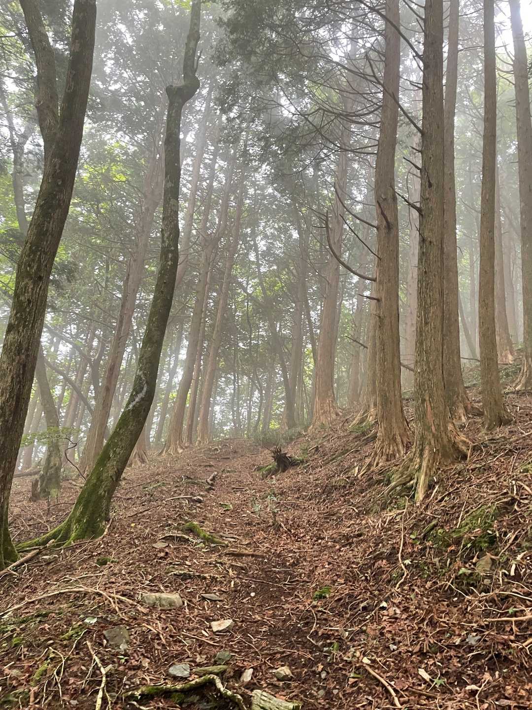 【登山口→ 峨蔵越】
後半はすごく歩きやすい。
帰り道、難路の後にここを歩くとすごく安心した。