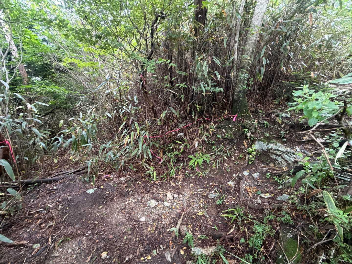 違う登り口との分岐？
