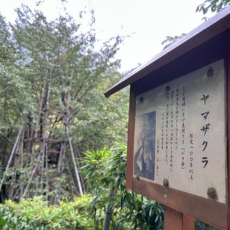 推定100年以上のヤマザクラ。
毎年🌸咲くそうです。その時期に見に来よ〜