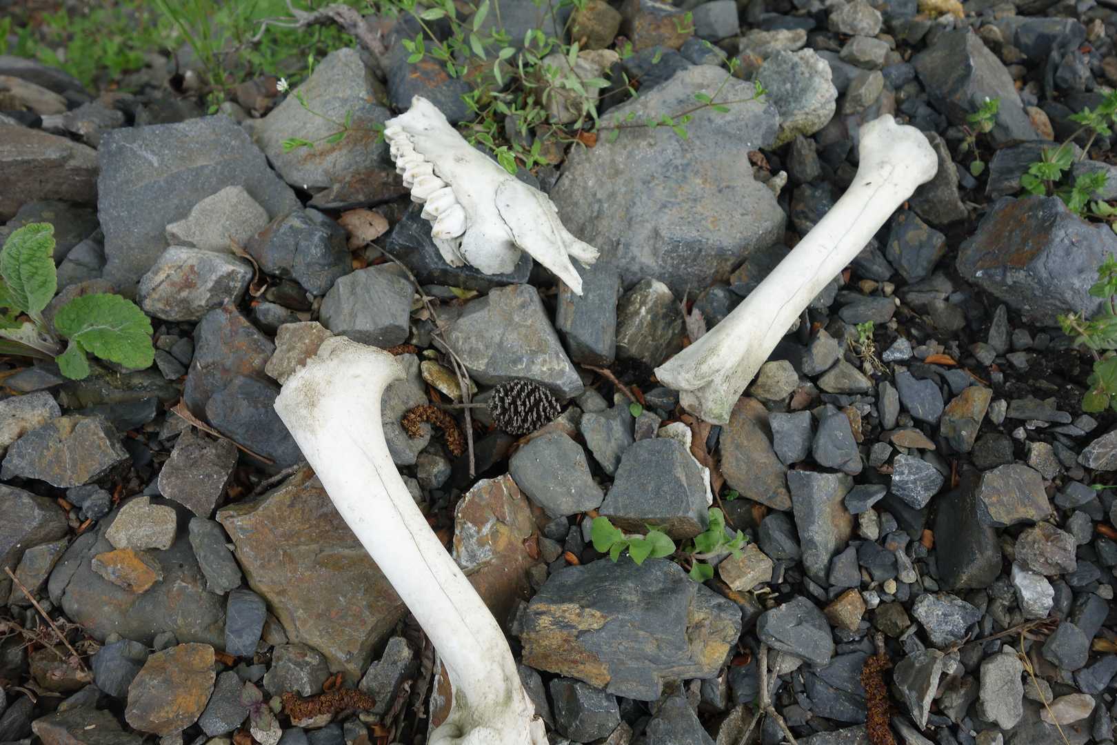 あちこちにホネが落ちていました💀シカさんの？🦌カモシカさんの？？🐮今年の冬は厳しかったかな。