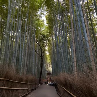 有名な竹林🎋
観光客が写ってましたが、クリーンアップで消えちゃいました😳