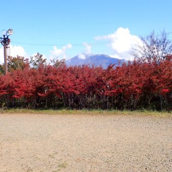 ドウダンツツジの紅葉が鮮やかです。