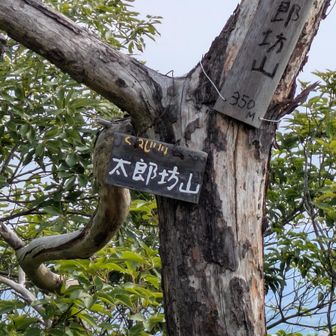 太郎坊山、赤神山山頂