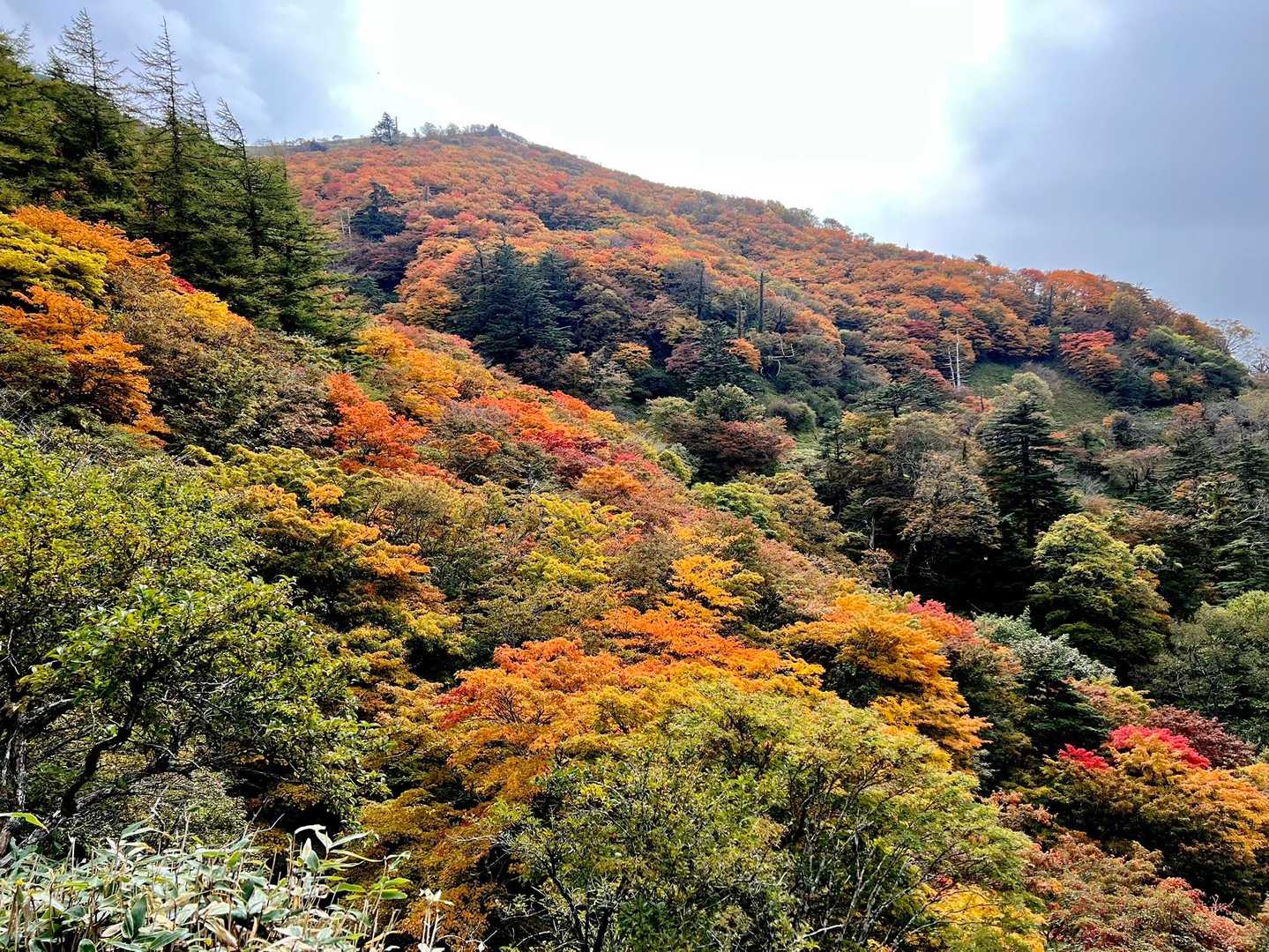 剣山王道コース | 四国の空に浮かぶ稜線美を歩くの写真