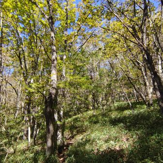 九十九折りの登山道で急登はほぼありません