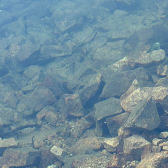 魚いっぱいいます。
拡大しても写ってないか😅