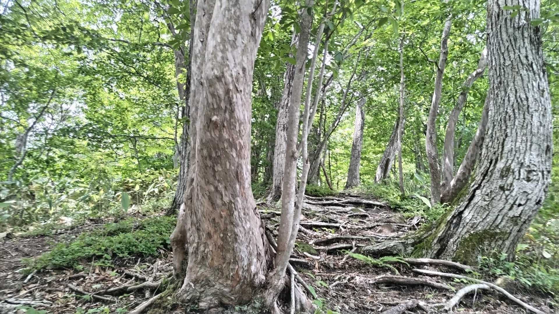 ここより先の急登の連続はエグすぎて写真はとりません。