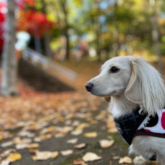 さくらモコ太朗