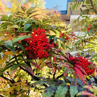 ナナカマド🍒🍁