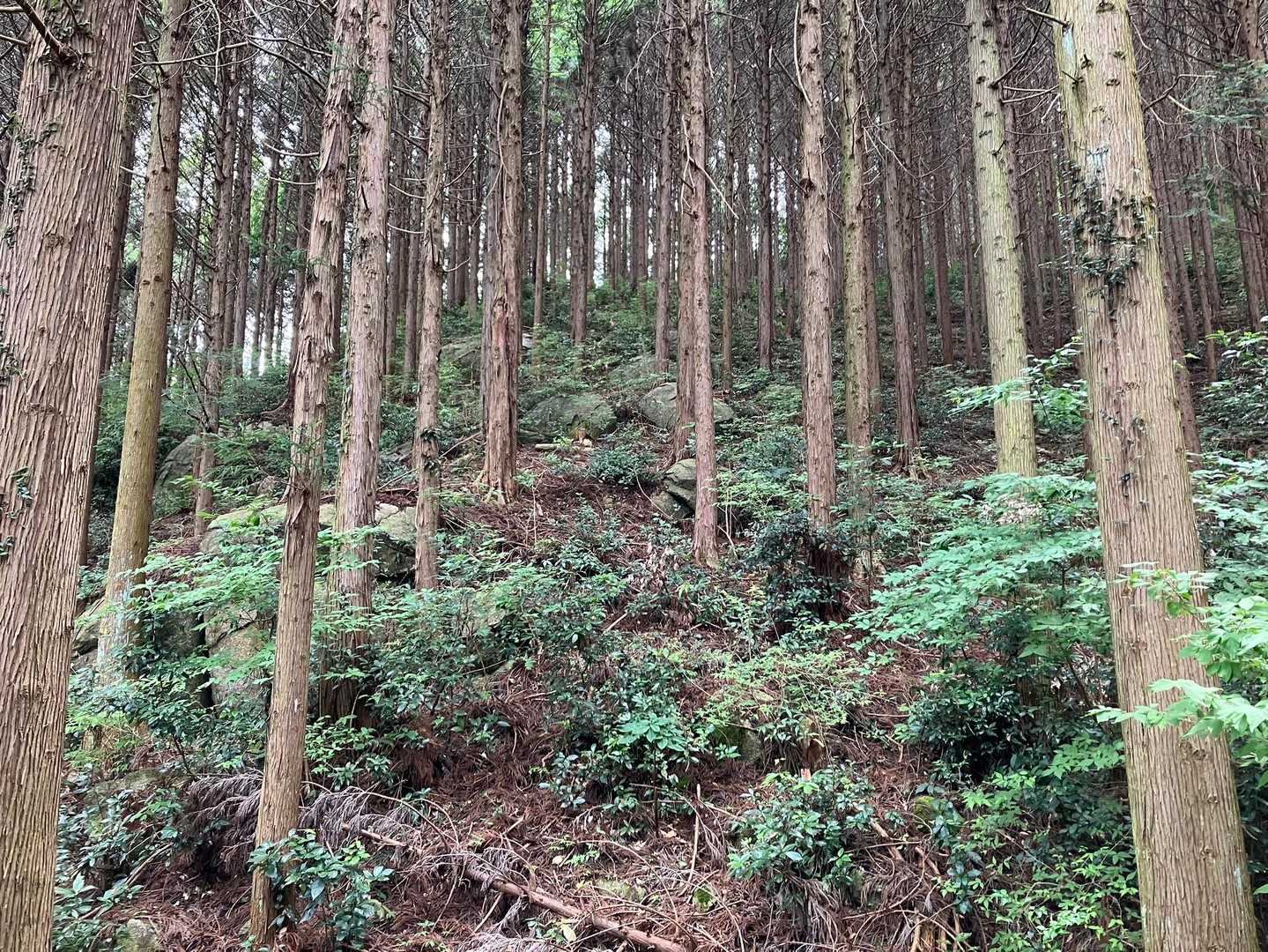 登ります。